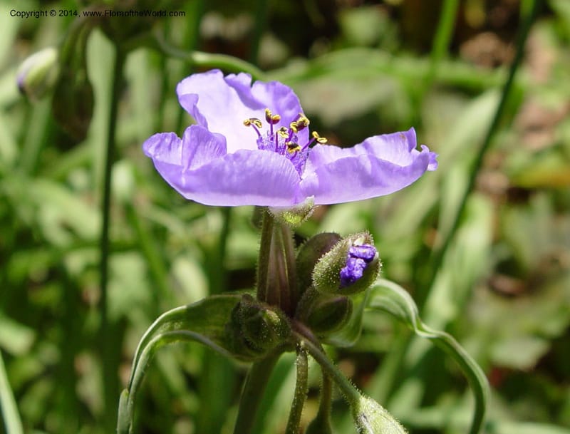 Tradescantia--DE. Mt. Cuba Center. 24 Jun 03. 023 (2).jpg