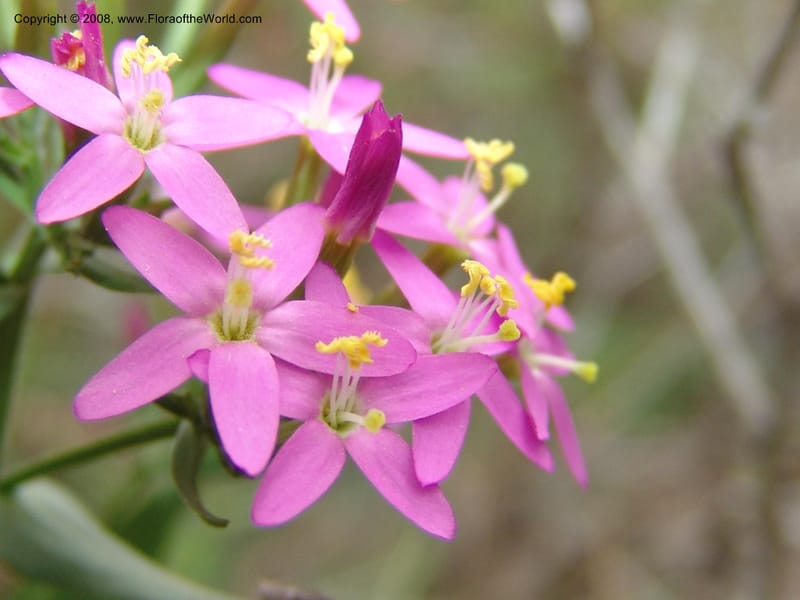 Centaurium erythraea--Crete. Ep. Kisamos. Sirikari Gorge. 25 May 05. 292.jpg