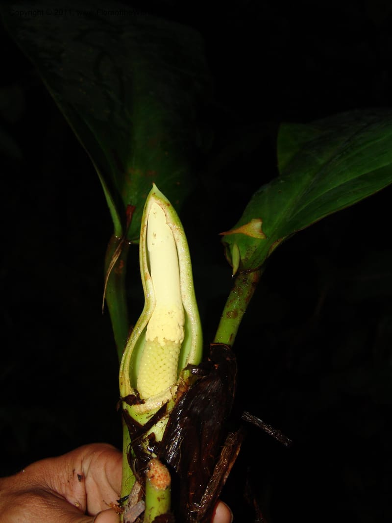Philodendron, RVasquez31562--Peru. Prov. Oxa. Estac. Paujil. Send. El Mirador. 16 Oct 06. 505.jpg