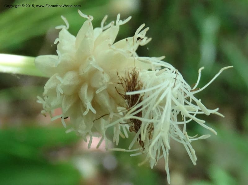 Cymophyllus fraserianus, Davidson, C 12984--North Carolina. Clay Co. Perry Gap Rd, Barnard's Cr. 13 May 2015. DSC04860 (67).JPG