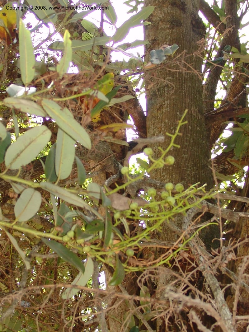 Agarista--Madag. Antananarivo. Parc Bot. Zool. Tsimbazaza. 25 Jan 06. 066.jpg