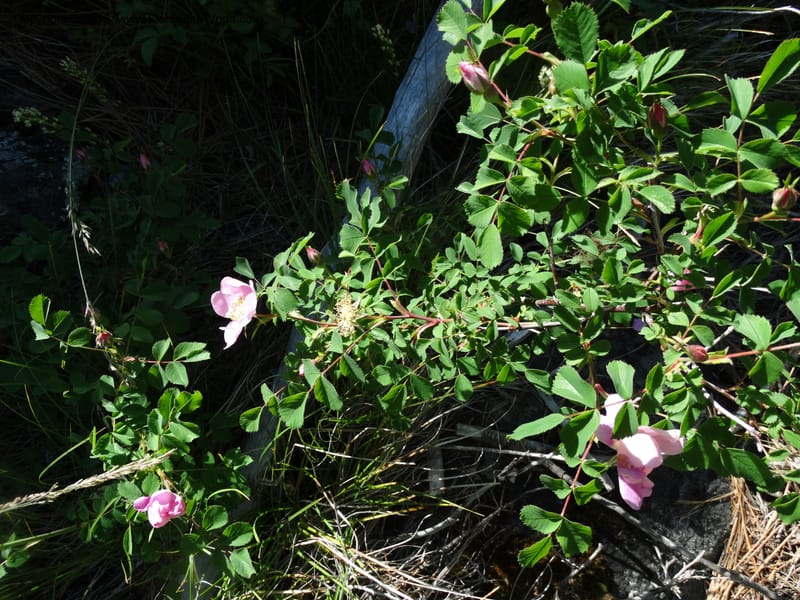Rosa nutkana, Davidson, C 12515--Idaho. Valley Co. Payette Lake, Sylvan Beach. 18 Jun 2014. DSC09162 (20).JPG