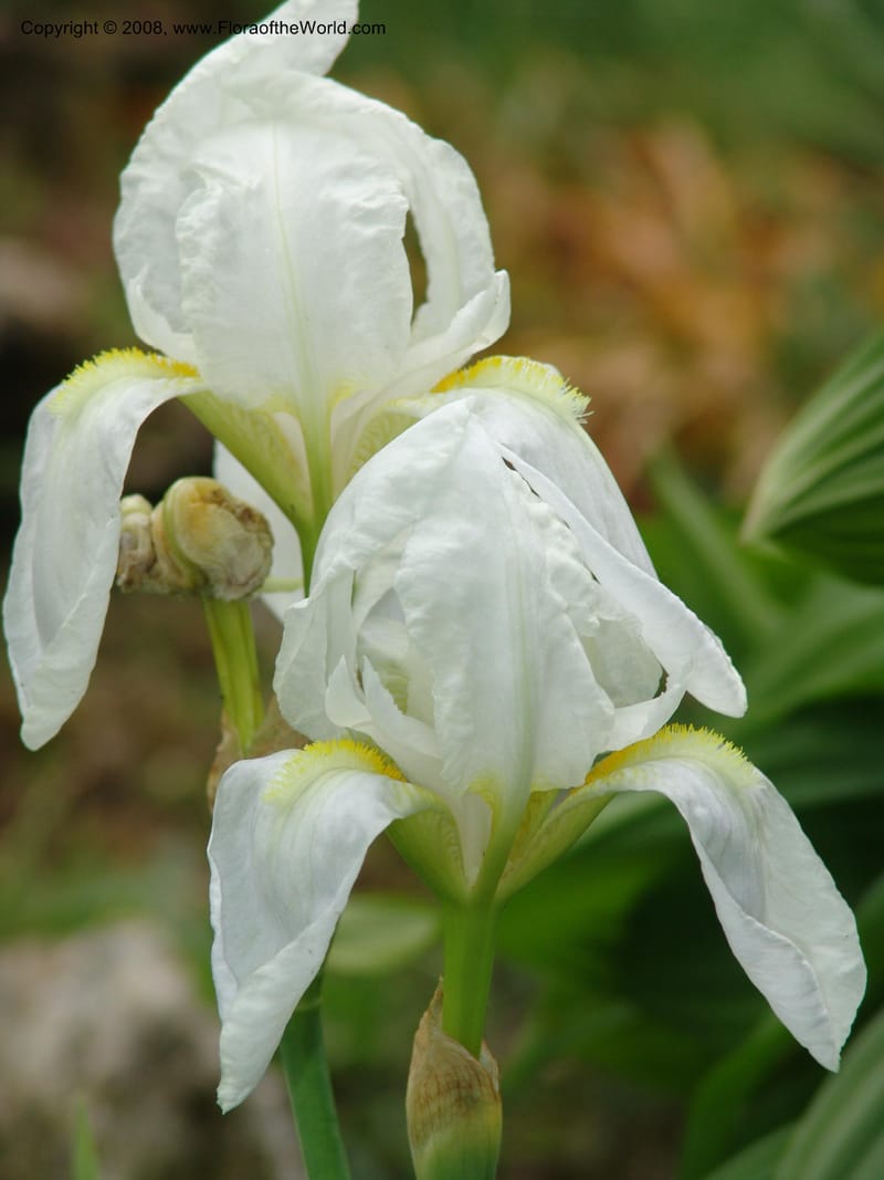 Iris florentina--France. Paris. Jardin des Plantes. 28 Apr 05. 152.jpg