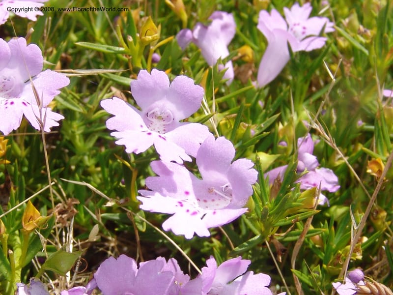 Hemiandra pungens, 77.77--CA. UC Santa Cruz Arboretum.  1 Jul 06. 151.jpg
