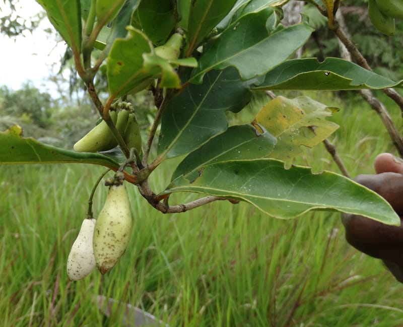 Neuburgia, Lowry, P 7330--Fiji. Delaikoro Mtn. 3 Nov 2015. DSC08393 (409).JPG