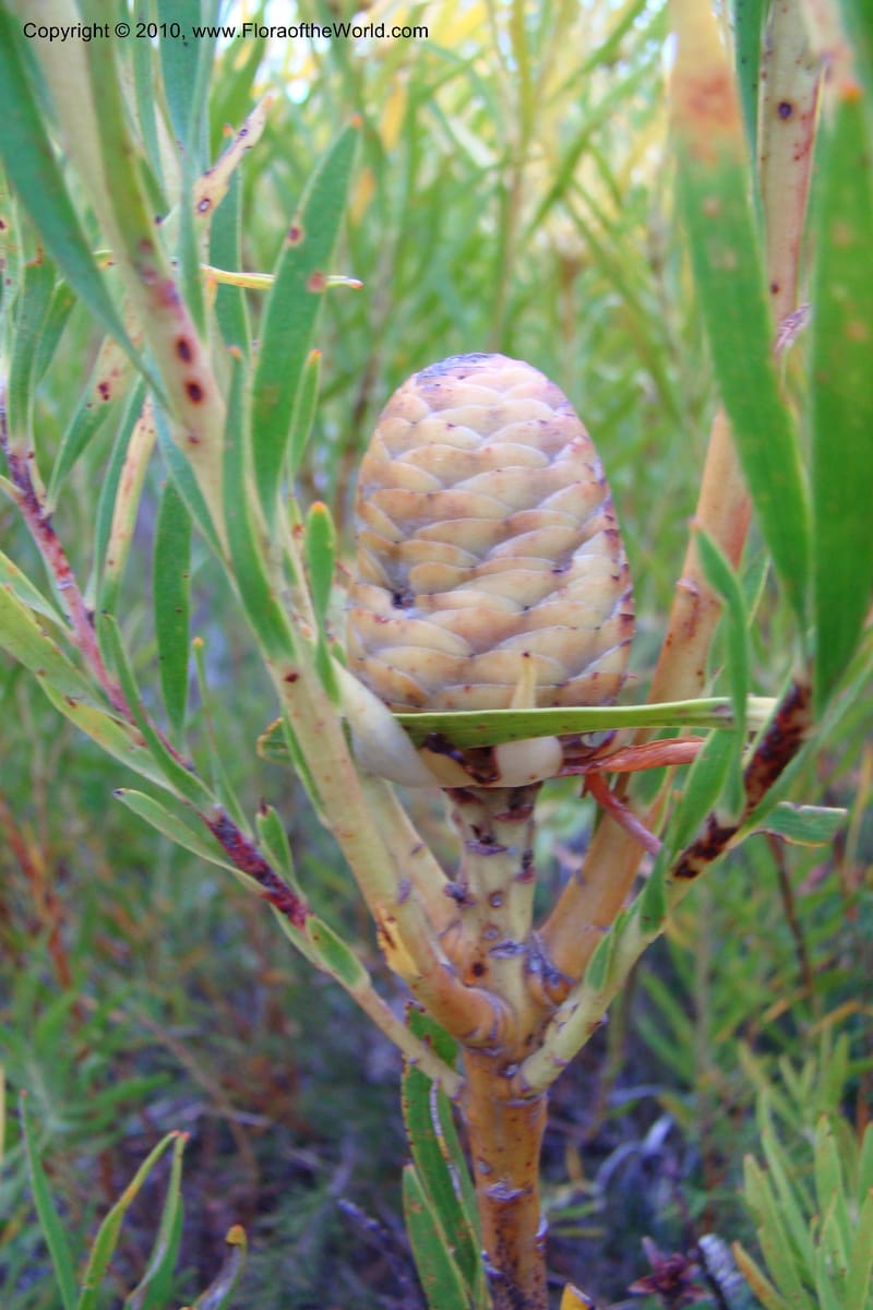 Leucadendron eucalyptifolium, C. Davidson 11495--South Africa. W. Cape. Korente River. 22 Aug 09. 344 (104).jpg