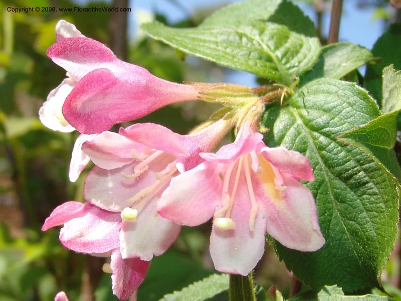 Weigela praecox--France. Nancy. Jard. Bot. Montet. 1 May 05. 081.jpg