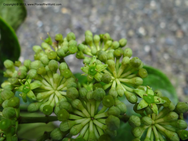 Aralia, SAN.153245--Malaysia, Sabah. Tawai For. Res. 9 Apr 2012. DSC07890 (98).JPG