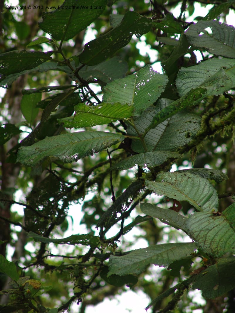 Siparuna aspera, Croat 95735--Ecuador. Maquipucuna Biol. Res. Send. Princip. 11 Mar 06. 260 (11).jpg