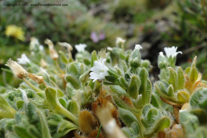 Cerastium, Ulloa 2014--Ecuador. Napo. Volcan Antesana. 2 Jun 2011. 174.jpg