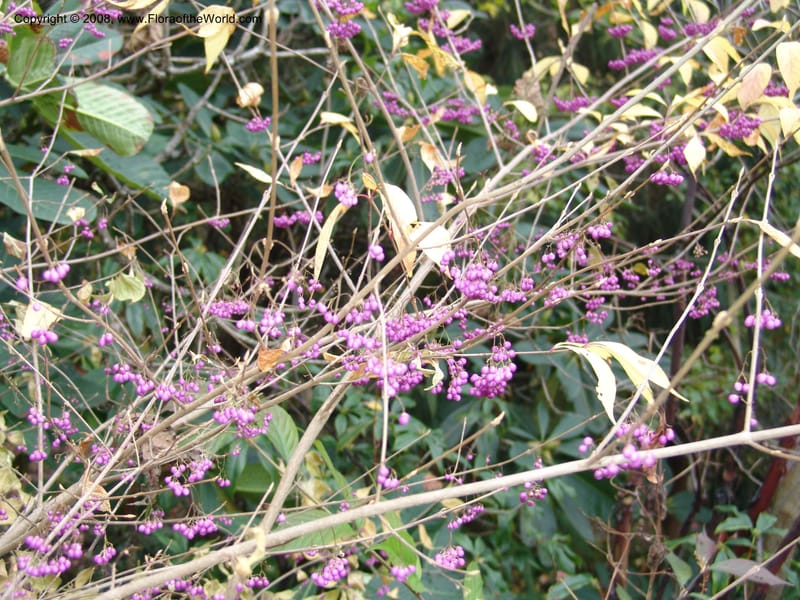 Callicarpa mollis, 86.0373--CA. UC Berkeley Bot. Garden. 8 Dec 06. 089.jpg