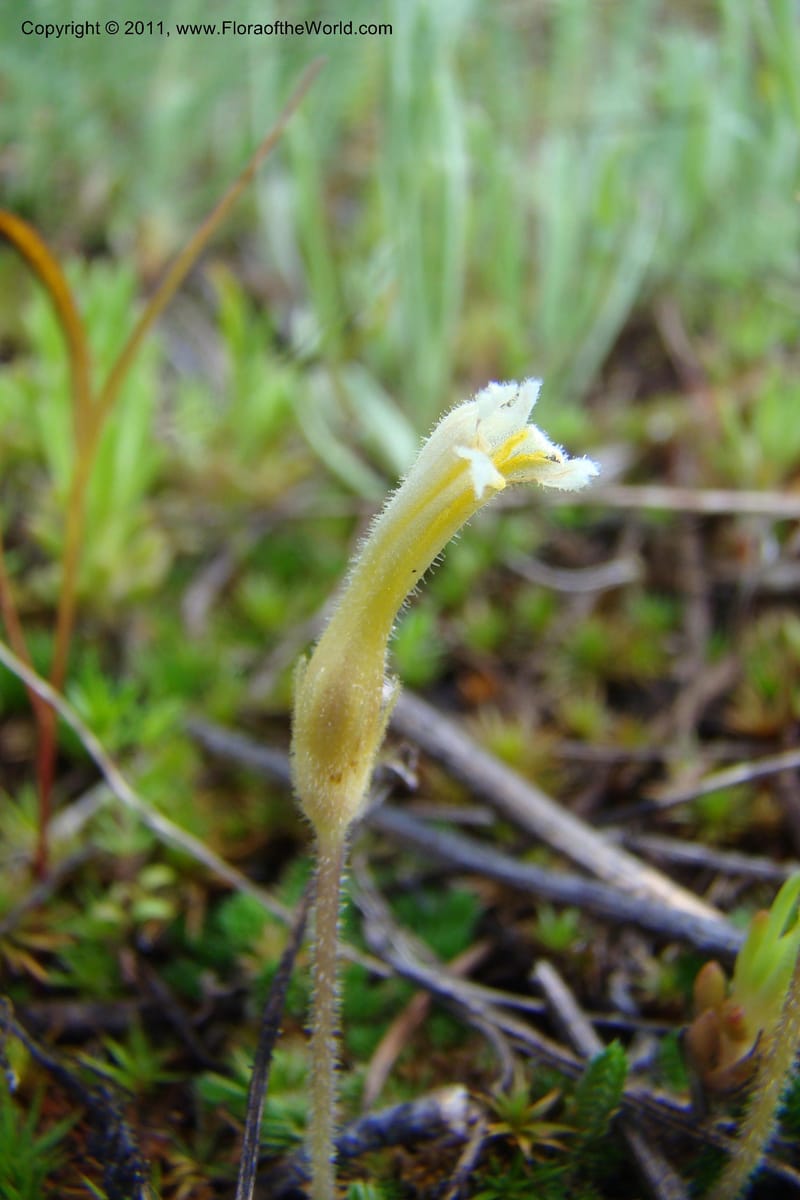 Orobanche uniflora, C. Davidson 11440--Idaho. Valley Co. Payette Lake. Sylvan Beach. 7 June 2009. 088.jpg
