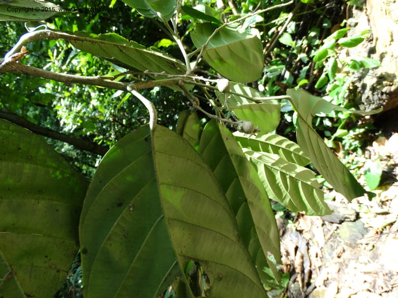 Octoknema, Davidson, C 12386--Cameroon. Bakengili Trail, Mt. Cameroon. 24 Mar 2014. DSC03587 (204).JPG