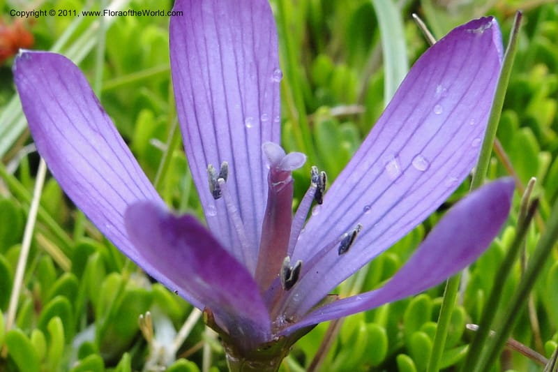 Gentianella, Ulloa 2012--Ecuador. Napo. Volcan Antesana. 2 Jun 2011. 129 (3).jpg