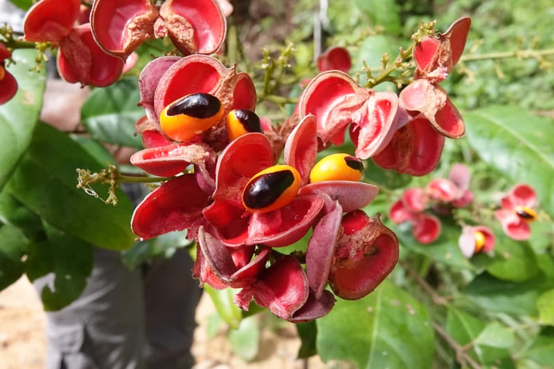 Aporrhiza, C. Davidson 13912--Gabon. M de C. Road past the cabins. 29 Oct 2018DSC09794 (75).JPG