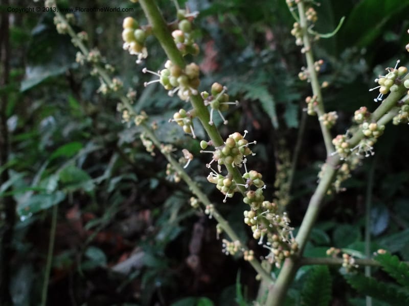 Schefflera bipalmatifolia, SAN.153212--Malaysia, Sabah. Mt. Kinabalu. 5 Apr 2012. DSC06767 (118).JPG
