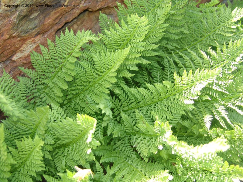 Athyrium alpestre v. americanum, CDavidson11134--Idaho Co. Hell's Can. Nat. Rec. Area. Heaven's Gate. 20 Jul 07. 125.jpg