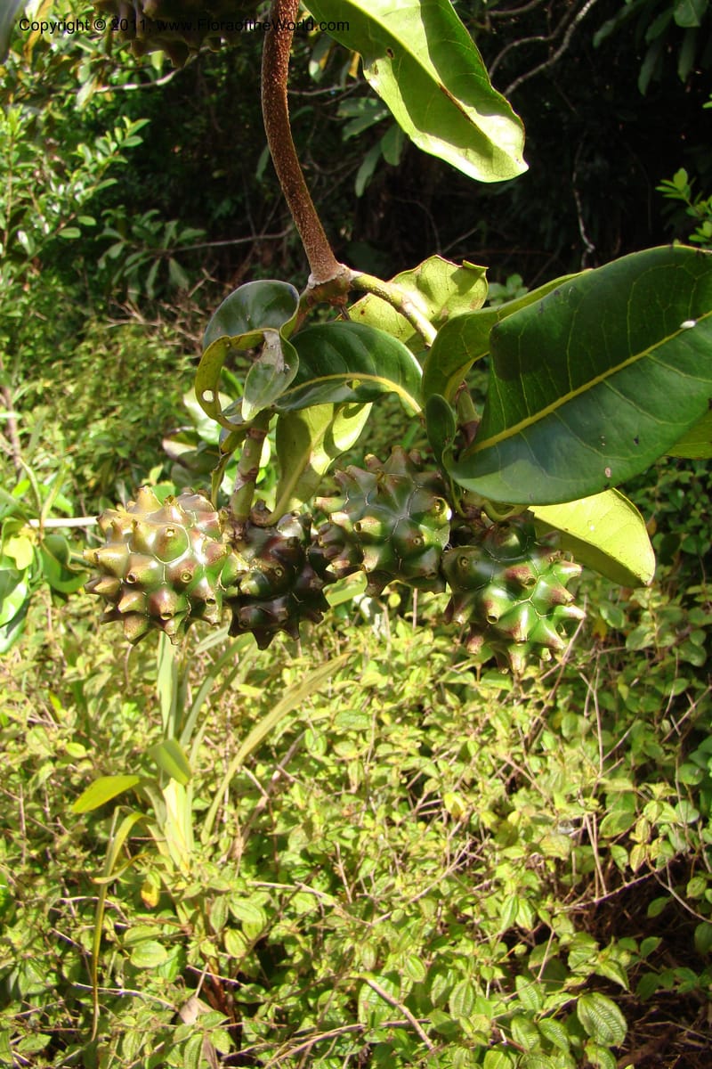 Morinda rigida, Razafindraibe 207--Madagascar. Prov. Fianarantsoa. RN 12. 14 Jan 09. 274 (2).jpg