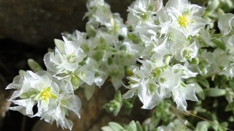 Paronychia kurdica, A. G. Miller 120.6--Iraq. Kurdistan. Shakh-i Pira Magun. 9 June 2010. 265 (23).jpg