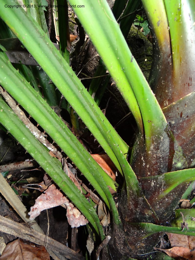 Pandanus acaulescens, Callmander 1040--Thailand. Chiang Mai Prov. Doi Suthep Pui Nat. Park. 7 Nov 2012. DSC07362 (339).JPG