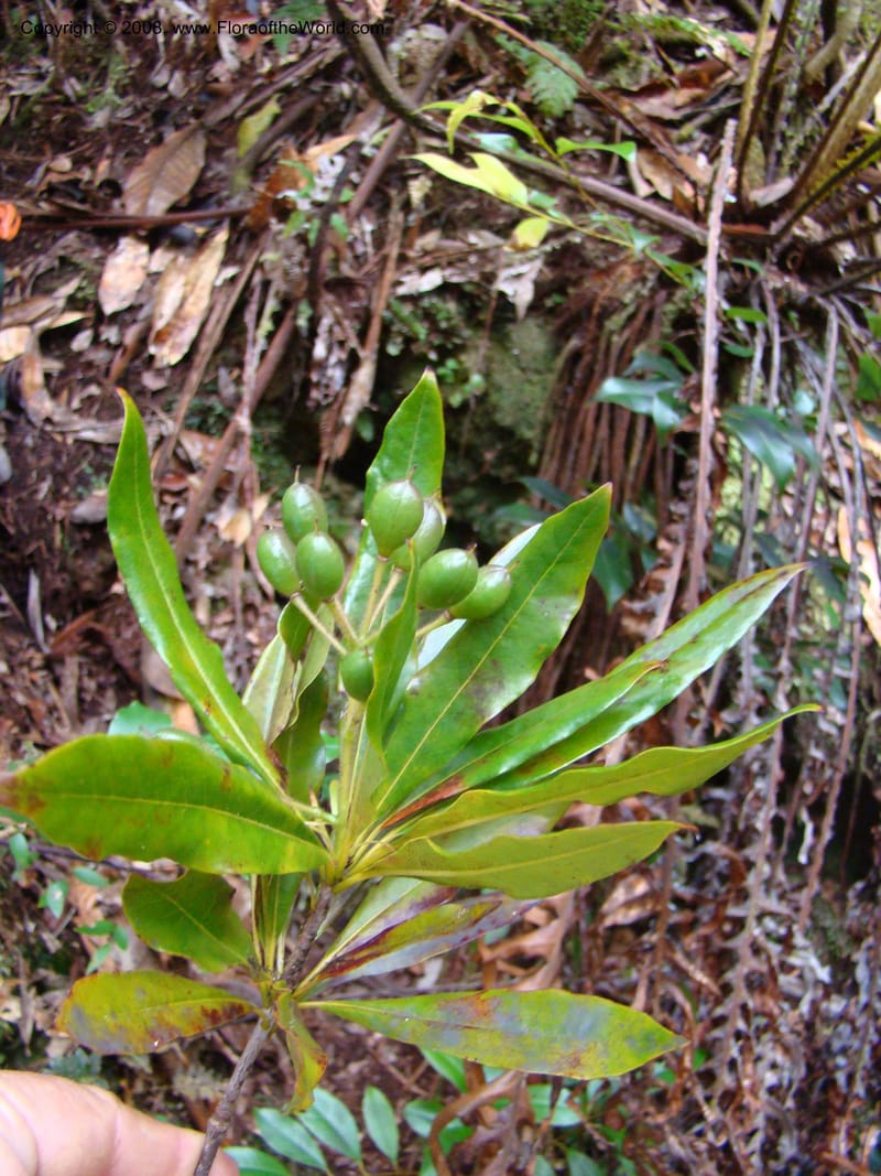 Pittosporum, CGemmill629--New Caledonia. Plateau de Dogny. 19 Nov 07. 403.jpg