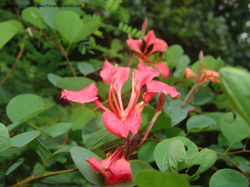 Bauhinia galpinii--So. Africa. Mpumalangal. Karino. Whyte Thorne. 19 Mch 05. 084.jpg