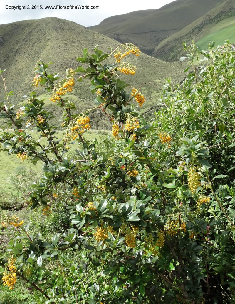 Berberis jamesonii, Ulloa, C 2504--Ecuador. Antesana. Lga. Sta. Lucia. 24 Apr 2015. DSC02778 (164).JPG