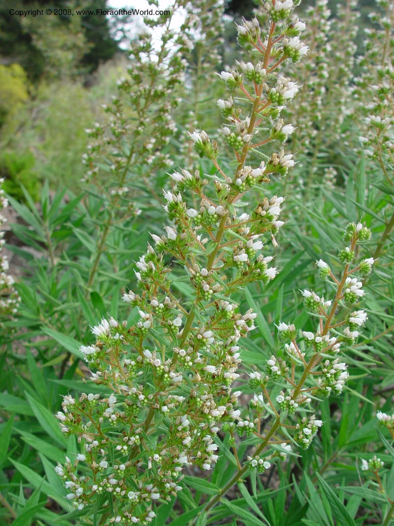 Echium strictum. 79.0233--CA. UC Berkeley Bot. Gard. 11 Feb 03. 048.jpg