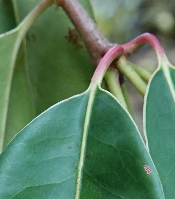 Anneslea fragrans, D. Boufford 33132--China. Yunnan. Meizi Lake Park. 3 May 2018. DSC01424 (290).JPG