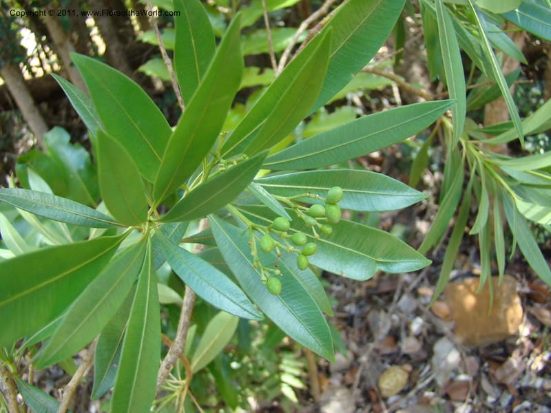Rauvolfia semperflorens Munzinger, J 4677--New Caledonia, Province du Sud, Dumbea barrage,  11 Nov 2007 331 (6).jpg