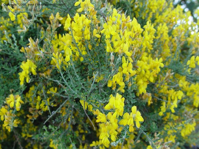 Genista canariensis--Spain. Barcelona Botanic Garden. 21 Apr 04. 083.jpg