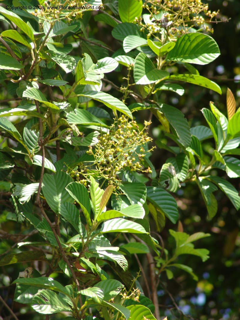 Tetracera, MLeal1145--Gabon. Prov. Ogooue-Iv. Res. Lope. Sommet Main. 19 Apr 06. 267.jpg
