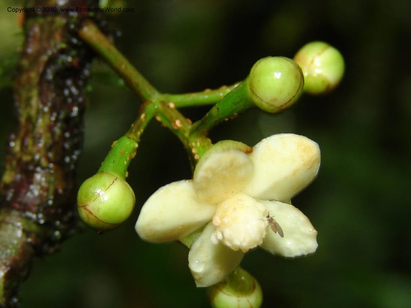 Tovomita, Croat 95894--Ecuador. Maquipucuna Biol. Res. Send. al Humedal. 14 Mar 06. 165 (2).jpg