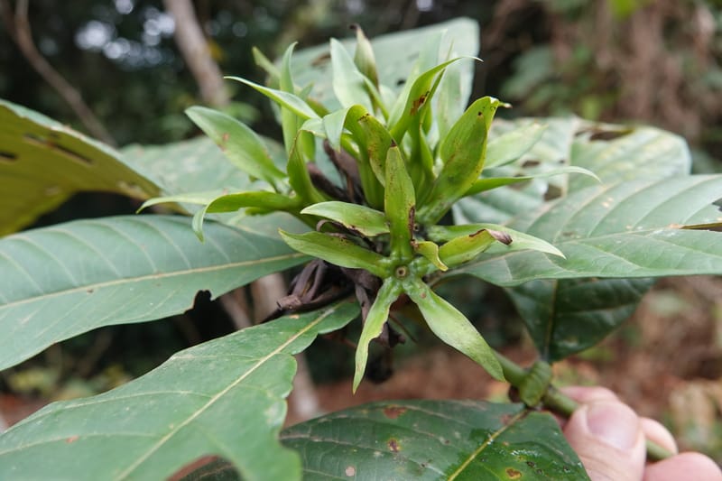 Leptactina, C. Davidson 14055--Gabon. Maboumine. 23 Oct 2019. DSC01631 (148).JPG