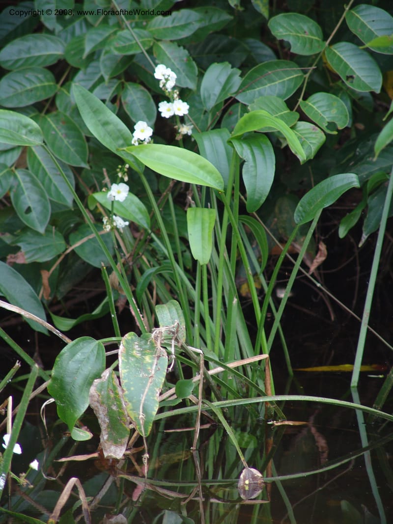 Echinodorus paniculatus, AAraujoM3035--Bolivia.  Pq. Nal. Madidi. Margin of Laguna Chalalan. 23 Sep 06. 182.jpg