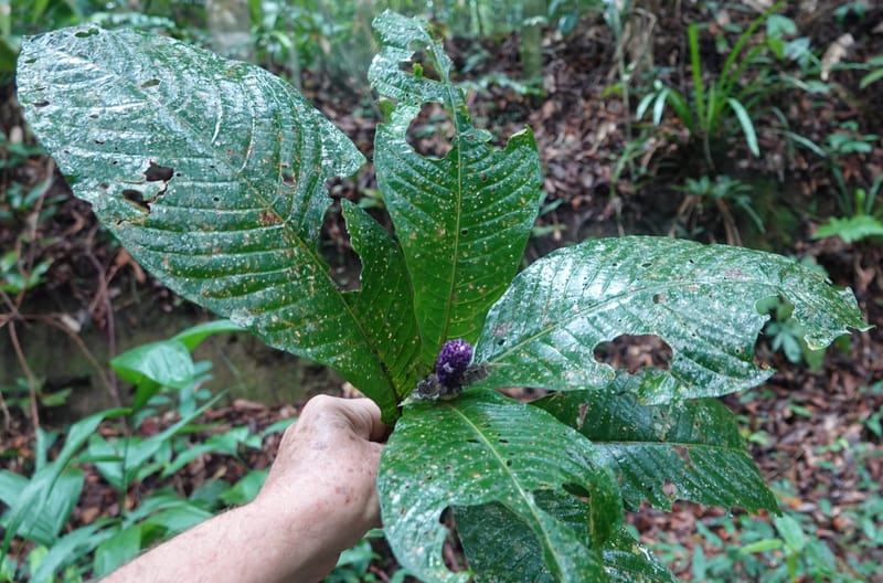Trichostachys longifolia, C. Davidson 14076--Gabon. Raponda-Wallker. 28 Oct 2019. DSC02420 (94).JPG