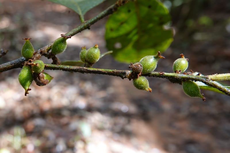 Aporosa dioica, D. Boufford 44137--China. Yunnan. Pu Wen to Da Du Gang on G213. 4 May 2018. DSC01724 (176).JPG