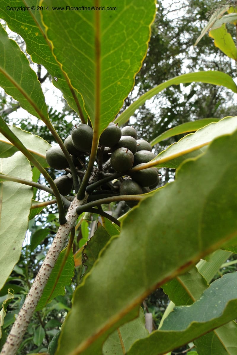 Pittosporum, J. Munzinger 6590--New Caledonia. Mine St. Louis Boulinda. 18 Feb 2011. 070 (5).jpg