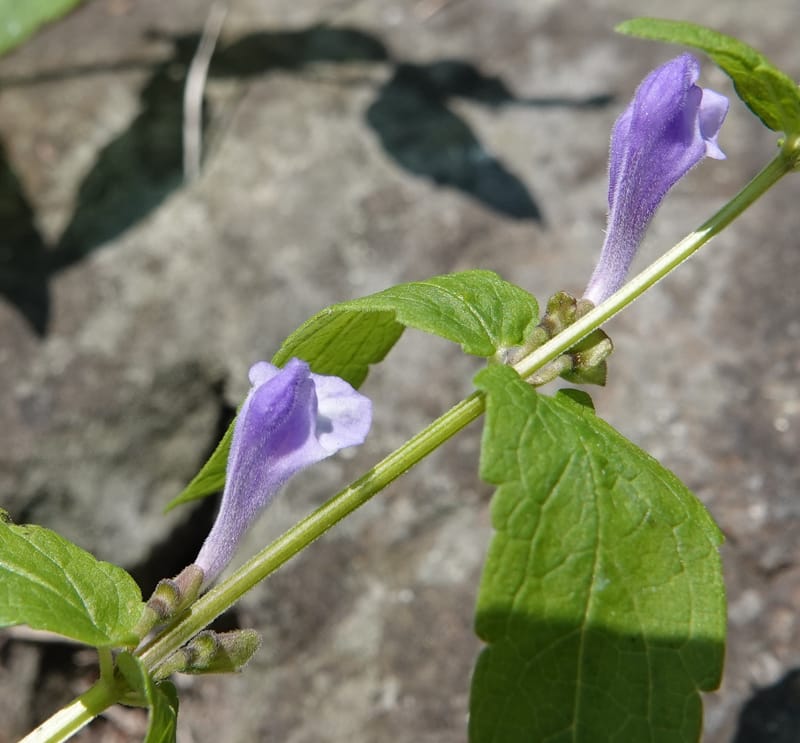 Scutellaria galericulata, C. Davidson 13882--ID. Fremont Co. Henry's Fork River. Box Canyon. 31 Jul 2018. DSC08304 (136).JPG