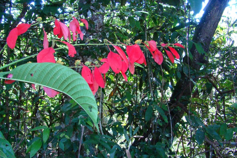 Warszewiczia, Vasquez 34793--Peru. Loreto. Dist. Nauta. Miraflores, Rio Tigre. 10 Nov 08. 681.jpg