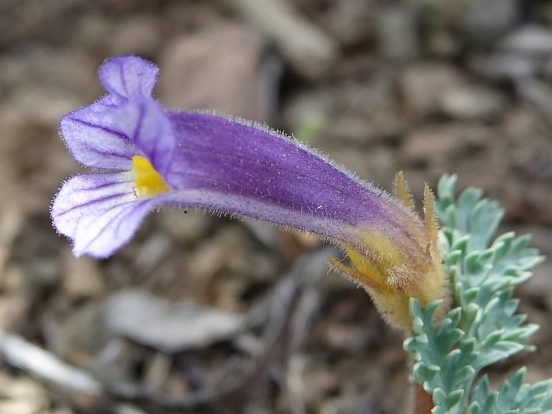 Orobanche uniflora, C. Davidson 13560, C. Davidson 13560--ID. Blaine Co. Rock Creek Preserve. TNC. 14 May 2017. DSC00477 (48).JPG