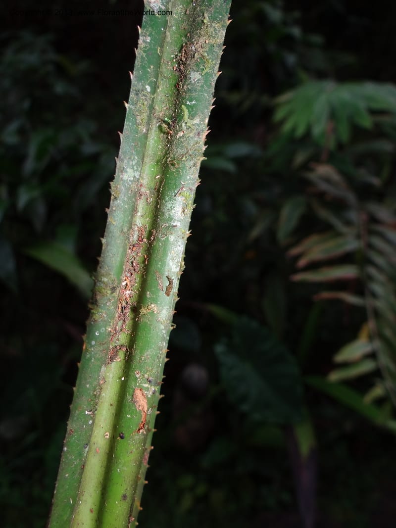 Benstonea rustica, Buerki, S 329--Malaysia, Sabah. Mt. Kinabalu. 5 Apr 2012. DSC06767 (46).JPG