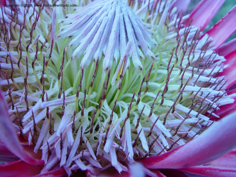 Protea cynaroides, 194.78--So. Africa. Cape Province. Kirstenbosch Bot. Gard. 20 Nov 02. 077.jpg