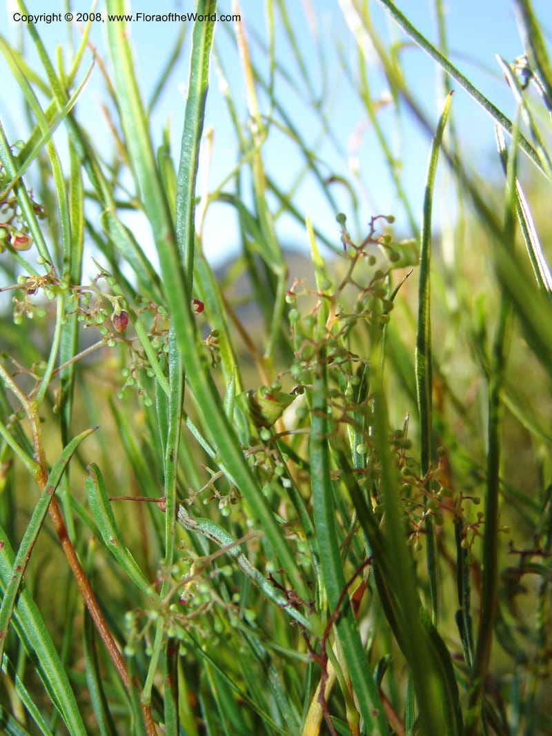 Rhus--So.Africa. E. Cape. Joubert's Pass, SE of Lady Gray. 9 Mch 05. 237.jpg