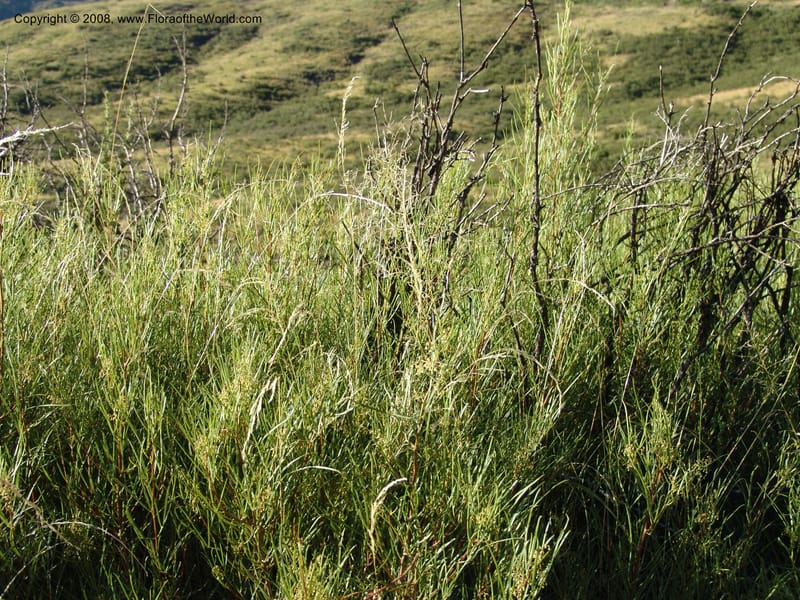 Rhus--So.Africa. E. Cape. Joubert's Pass, SE of Lady Gray. 9 Mch 05. 258.jpg