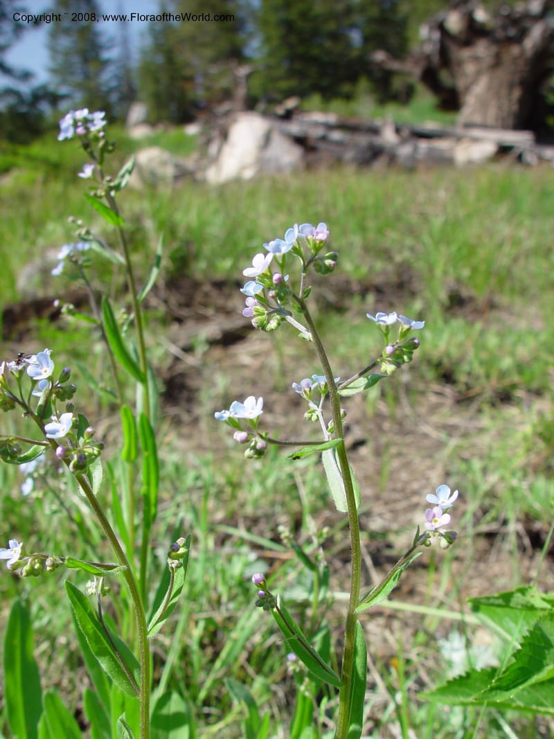 Myosotis--ID. Valley Co. Payette Lake. 12 Jun 03. 111.jpg