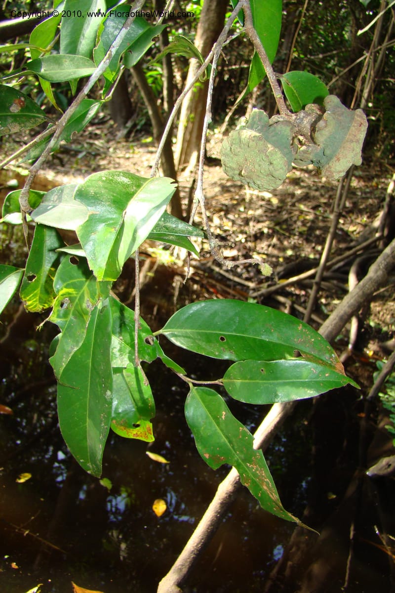 Eschweilera, RVasquez34939--Peru. Loreto. Dto. Parinari. Atun Cocha. R. Samiria. 15 Nov 08. 809.jpg