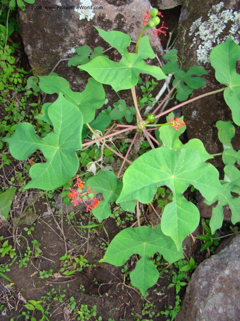 Jatropha podagrica, not coll.--Nicaragua. Esteli. Rd to Miraflores, N of Esteli. 17 Jun 08. 056.jpg