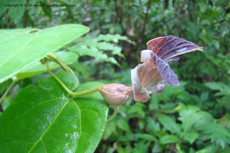 Aristolochia, R. Vasquez 34914--Peru. Loreto. Dto. Parinari. Tacshacocha. R. Samiria. 14 Nov 08. 004.jpg