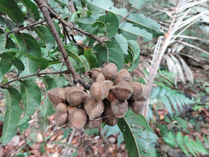 Alectryon hirsutus, Munzinger, J 7420--New Caledonia. Foret du Koghi. 13 Fri 2015. DSC02196 (167).JPG